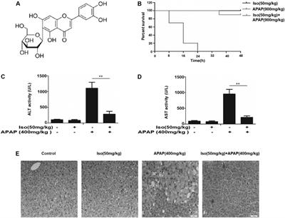 Isoorientin Ameliorates APAP-Induced Hepatotoxicity via Activation Nrf2 Antioxidative Pathway: The Involvement of AMPK/Akt/GSK3β